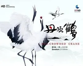 丹顶鹤封面