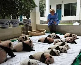 荒野救援封面