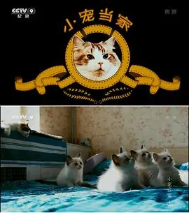小宠当家封面