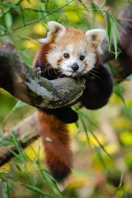 小熊猫:世界上最可爱的动物封面