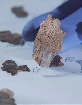 死海古卷调查封面