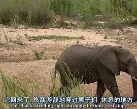 探索频道： 非洲超级七兽封面