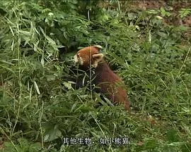 国家地理 - 大熊猫封面