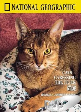 猫谜封面