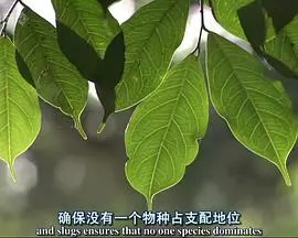 自然世界：蚂蚁攻击封面