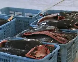 与鲸共生：海豚湾太地町的六个月 クジラと生きる封面