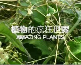 植物的疯狂世界封面