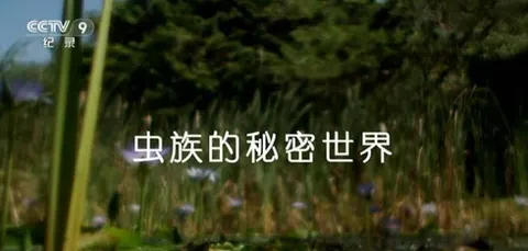 虫族的秘密世界封面