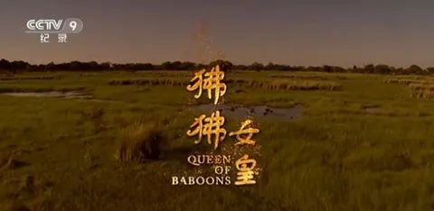 狒狒女皇封面