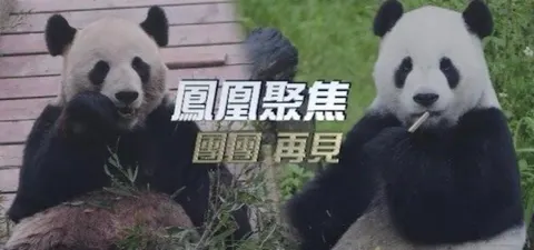团团再见封面