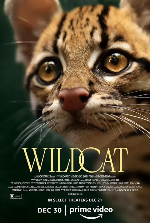 野猫封面