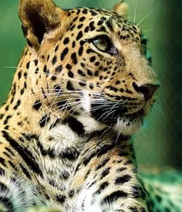 花豹：21世纪大猫封面