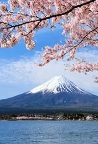 樱花树之恋 日本人和樱花的故事封面