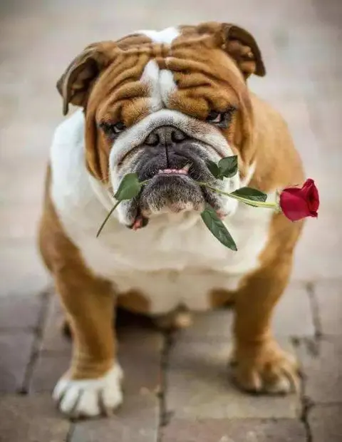 拯救英国斗牛犬封面