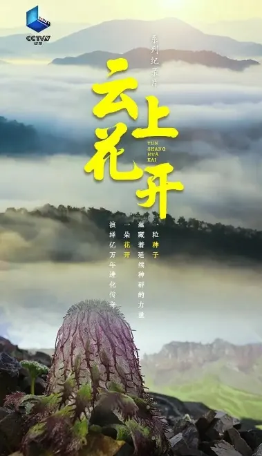 云上花开 2023封面
