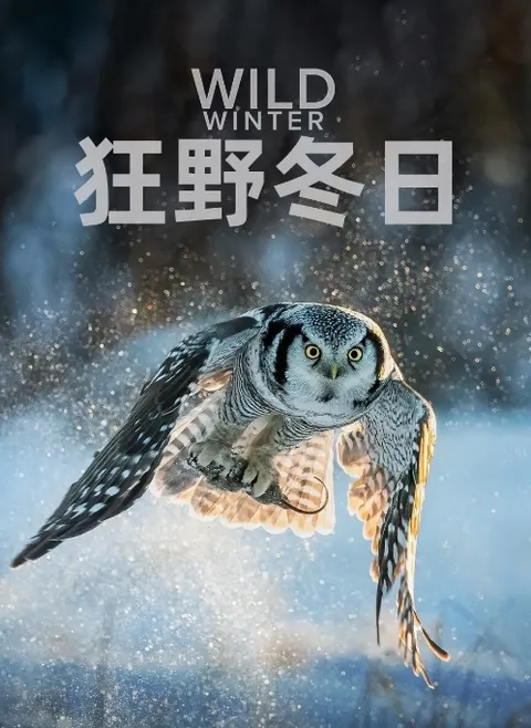 狂野冬日封面