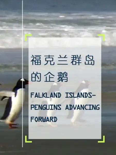 企鹅之岛：福克兰/福克兰群岛的企鹅封面
